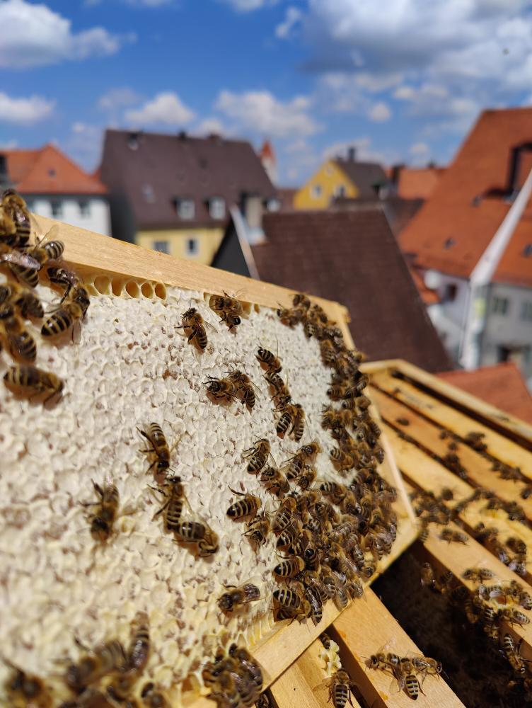 Bienen auf dem Dach des Stadtmuseums (Foto: Stadtmuseum Kaufbeuren)