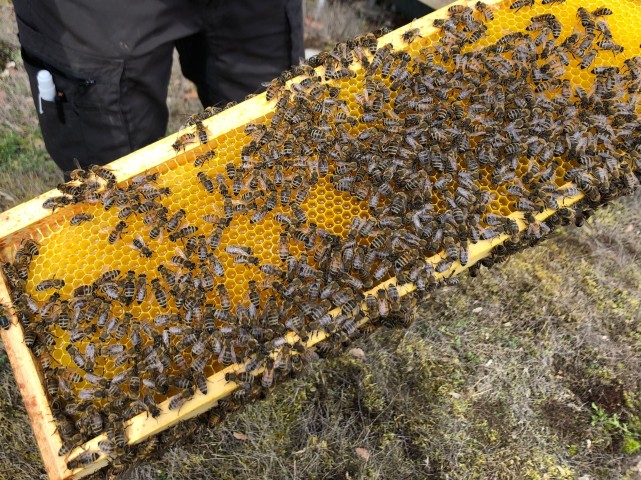 Bienen auf dem Dach des Stadtmuseums (Foto: Stadtmuseum Kaufbeuren) 